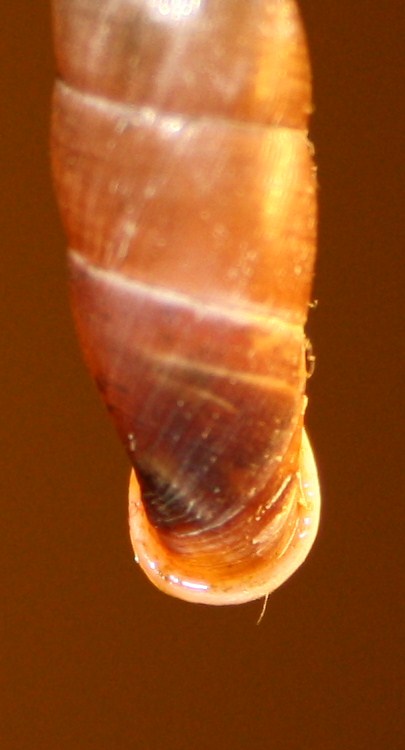 Clausilia da id.